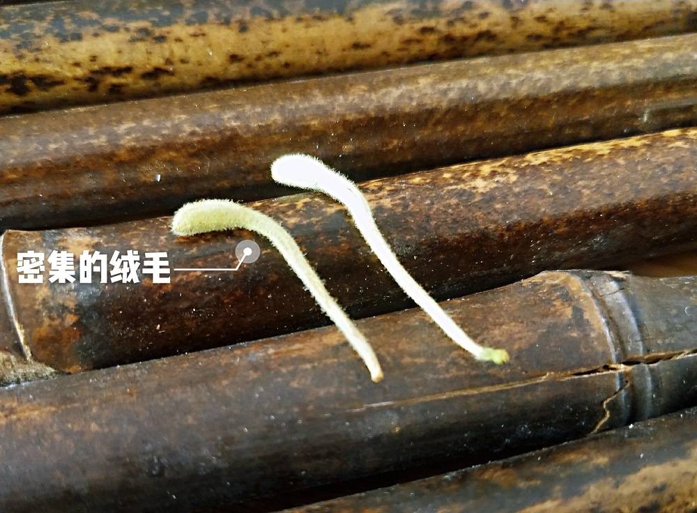 平邑最新金银花价格动态分析